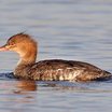 Red-breasted Merganser